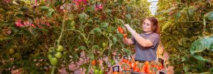 GreenPower LED products for horticulture