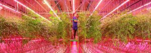 LED grow lights
