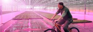 Customers rave about quality of plants grown under Philips LEDs